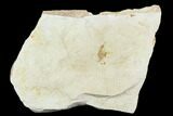 Partial Fossil Pea Crab (Pinnixa) From California - Miocene #128090-1